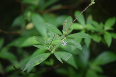 Cuphea epilobiifolia