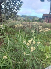 Anaphalis longifolia