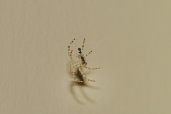 Araneus cavaticus