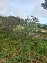 Anaphalis longifolia