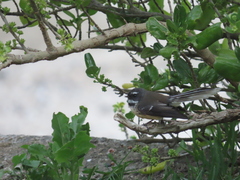 Rhipidura fuliginosa fuliginosa