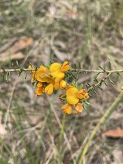 Pultenaea