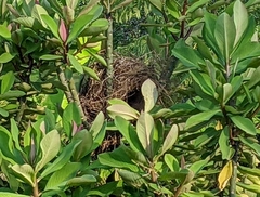 Pitangus sulphuratus