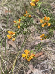 Pultenaea