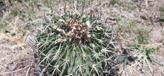 Echinofossulocactus crispatus