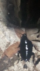 Eurycotis quadrisquamata