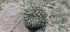 Echinofossulocactus crispatus