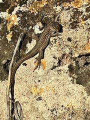 Podarcis siculus siculus