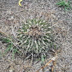 Echinofossulocactus crispatus