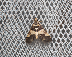 Nacoleia