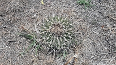 Echinofossulocactus crispatus