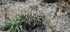 Echinofossulocactus crispatus
