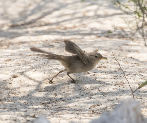 Subdesert Brush Warbler (Nesillas lantzii), photo 7