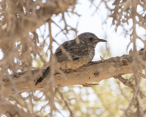 Littoral Rock Thrush (Monticola imerina), photo 8