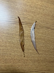 Salix × sepulcralis