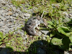 Peromyscus leucopus