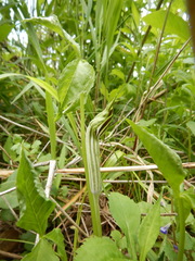 Arisaema stewardsonii