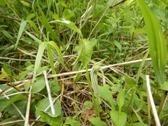 Arisaema stewardsonii