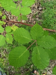 Rubus bifrons