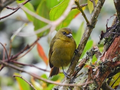 Sphenopsis frontalis