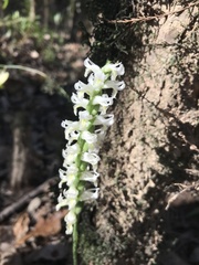 Spiranthes odorata