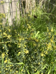 Asparagus acutifolius