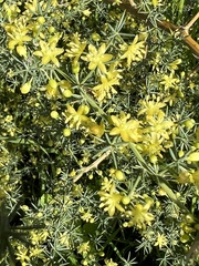Asparagus acutifolius