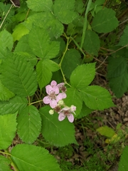 Rubus bifrons