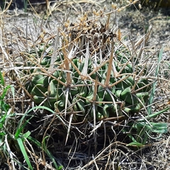 Echinofossulocactus crispatus