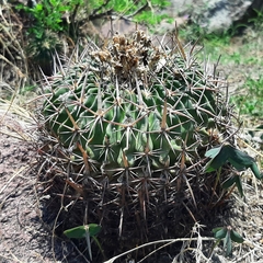 Echinofossulocactus crispatus
