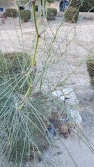 Parkinsonia aculeata