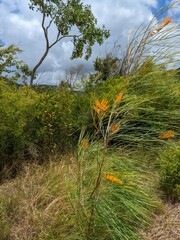 Grevillea pteridifolia