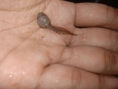Indosylvirana nicobariensis