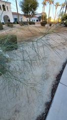Parkinsonia aculeata