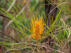 Grevillea pteridifolia
