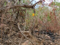 Grevillea pteridifolia