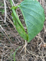 Macroglossum corythus