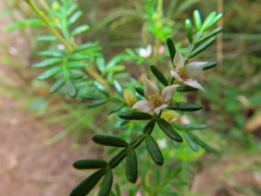 Boronia