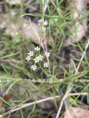 Platysace