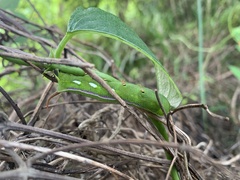 Macroglossum corythus