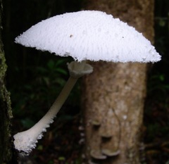 Leucocoprinus cretaceus