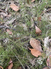 Platysace