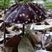 Marasmius amazonicus - Photo (c) Rich Hoyer, some rights reserved (CC BY-NC-SA), uploaded by Rich Hoyer