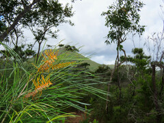 Grevillea pteridifolia