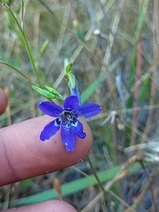 Conanthera