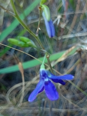 Conanthera