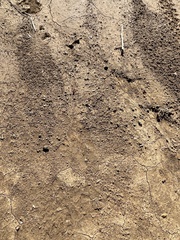 Pogonomyrmex californicus
