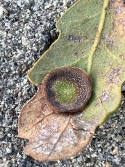 Andricus pattersonae