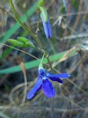 Conanthera