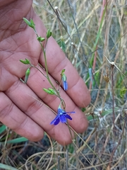 Conanthera